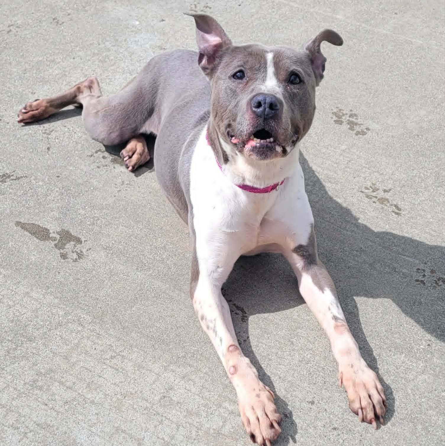 Enlarge Aquarius! Pretty Senior Girl!, a ADOPTABLE mixed breed in Meriden, CT image 2/6