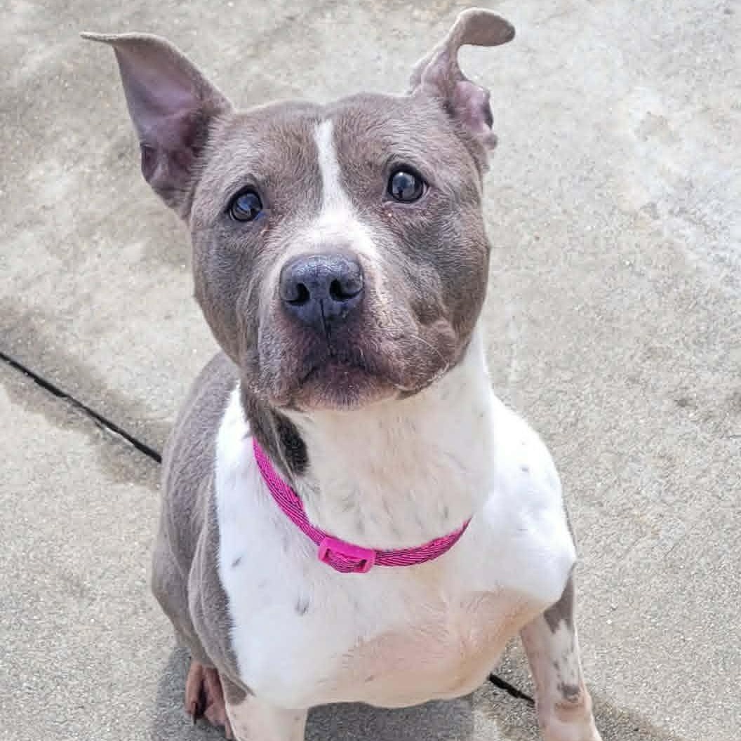 Enlarge Aquarius! Pretty Senior Girl!, a ADOPTABLE mixed breed in Meriden, CT image 4/6