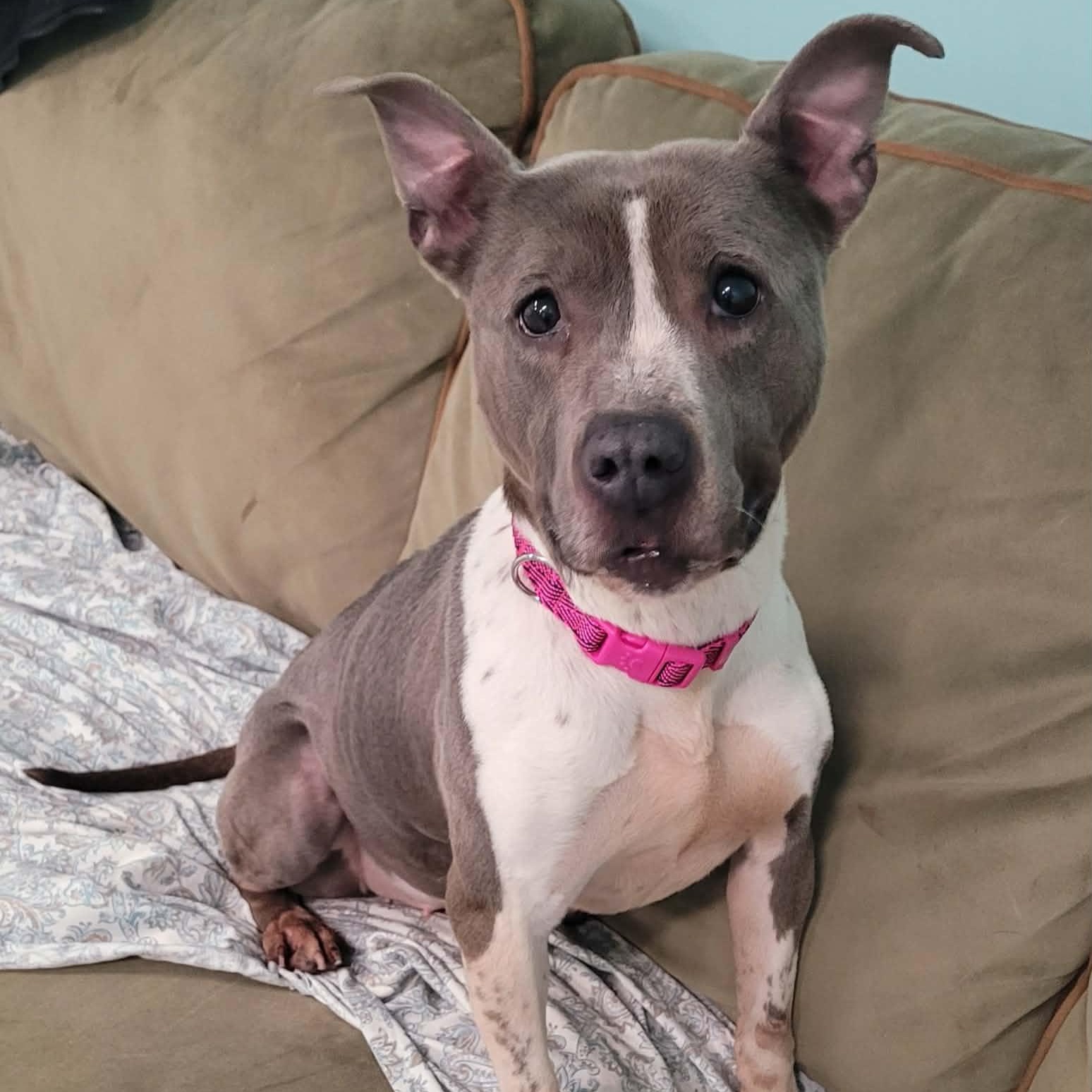 Enlarge Aquarius! Pretty Senior Girl!, a ADOPTABLE mixed breed in Meriden, CT image 1/6