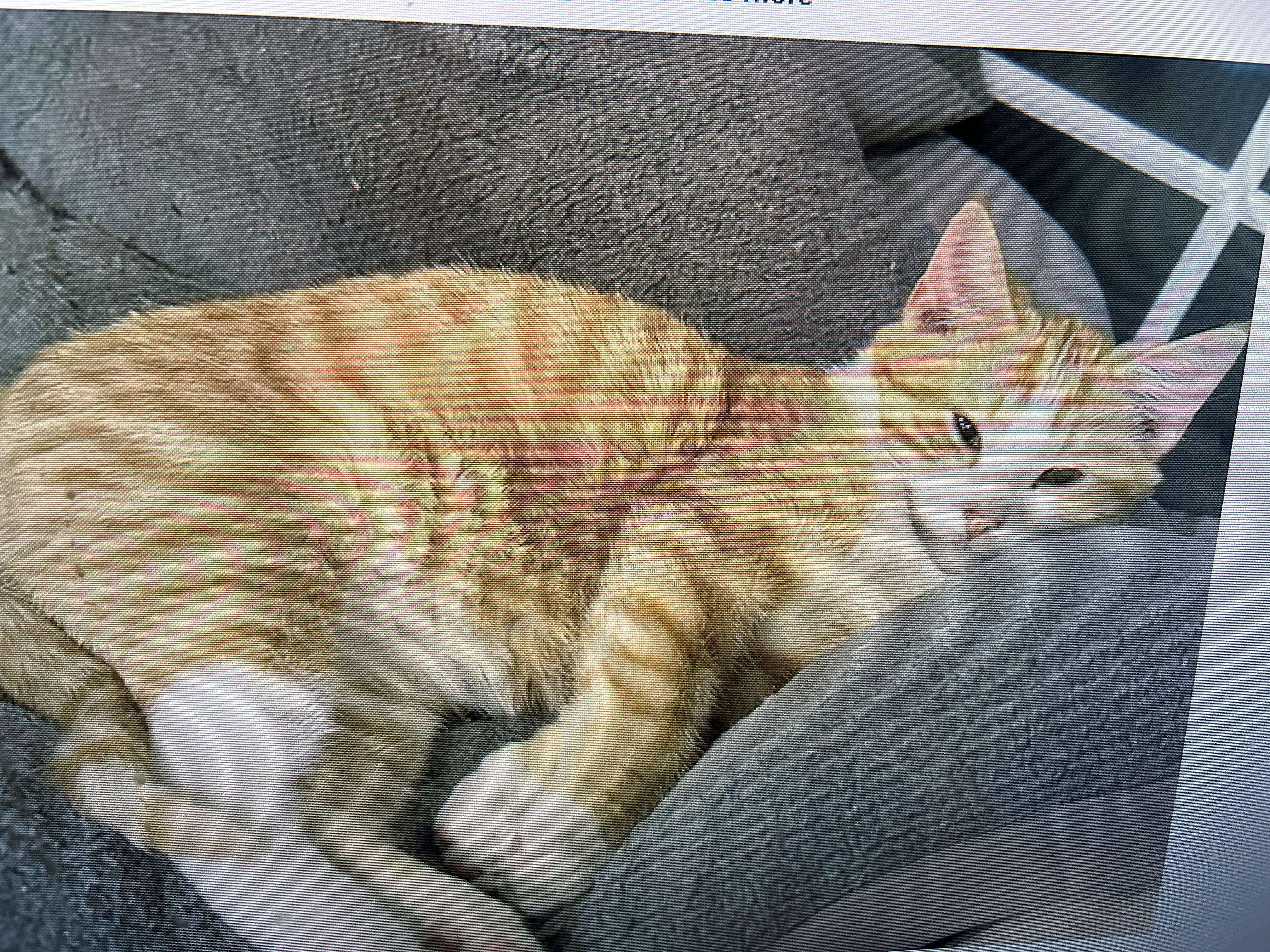 Nugget, ADOPTABLE, Young Male American Shorthair.