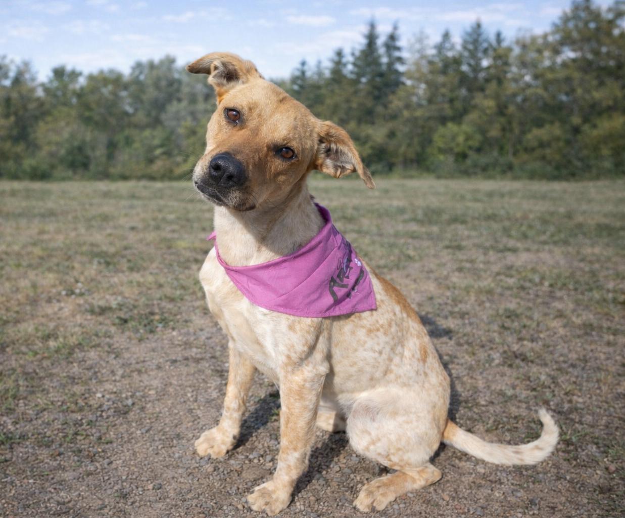 Enlarge Poppy, a ADOPTABLE mixed breed in Susanville, CA image 2/2