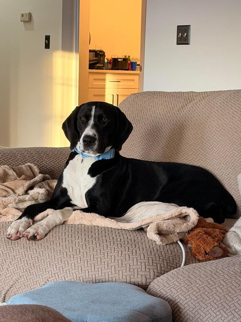 Cricket, Adoptable, Young Female Hound & Mixed Breed.