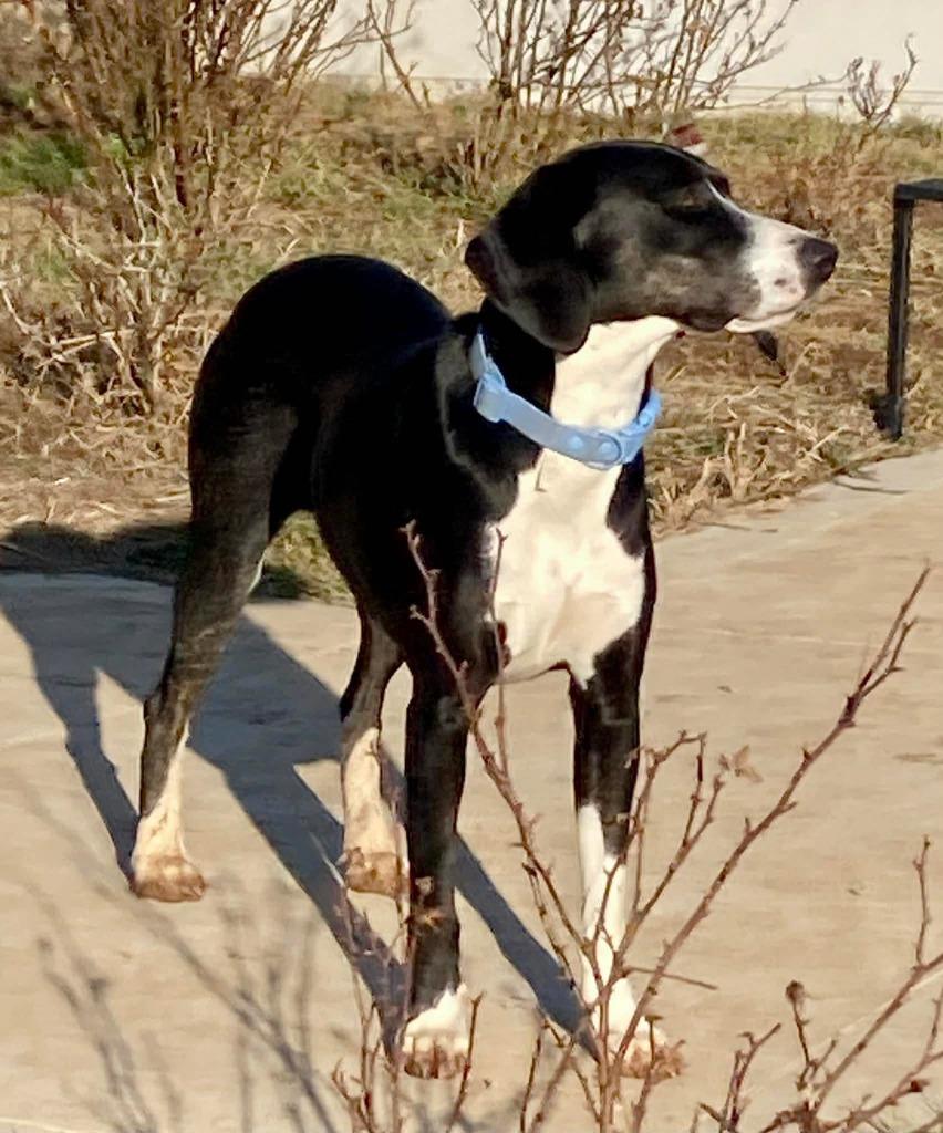 Enlarge Cricket, a Adoptable mixed breed in Lexington, KY image 2/5