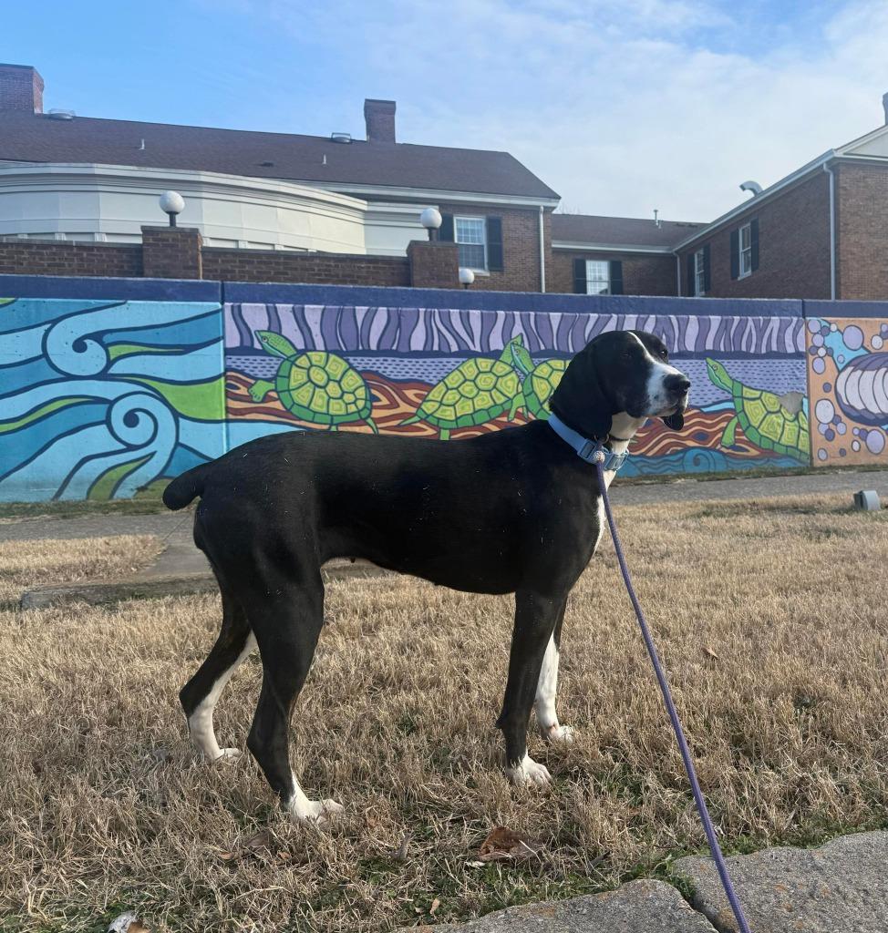 Enlarge Cricket, a Adoptable mixed breed in Lexington, KY image 4/5