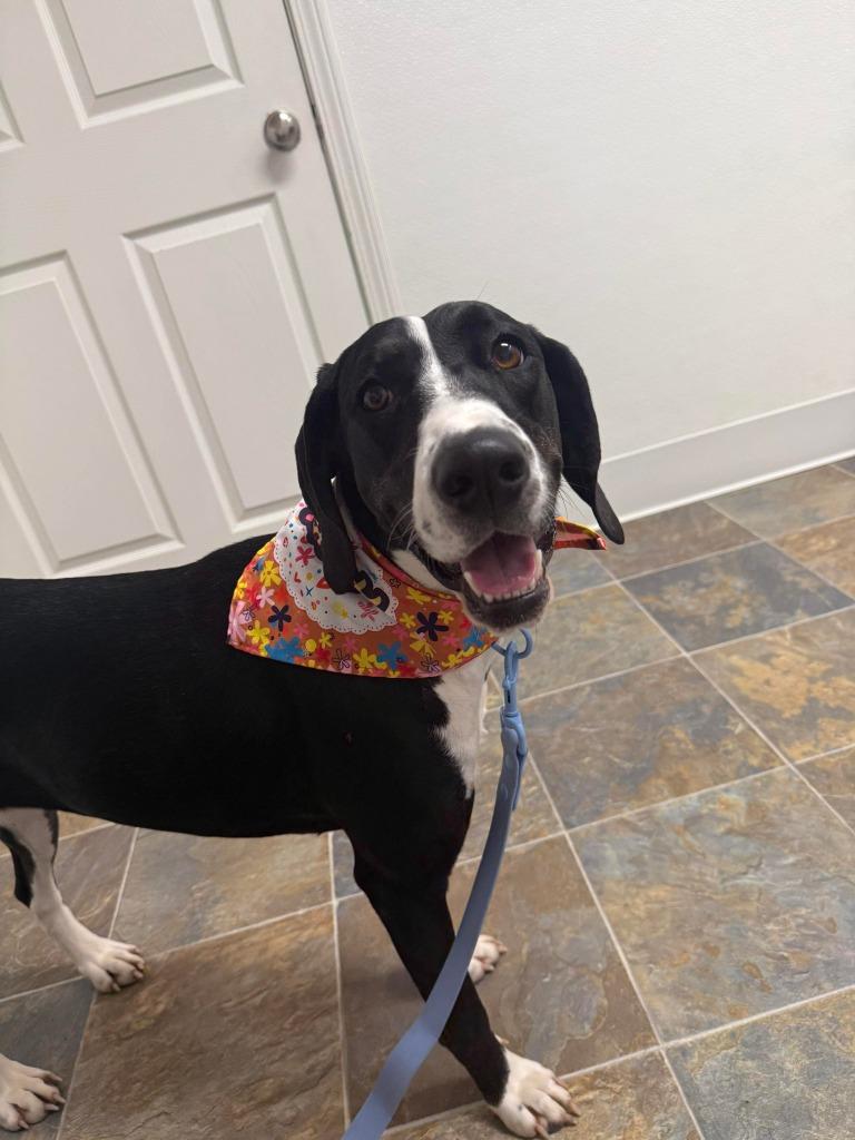 Enlarge Cricket, a Adoptable mixed breed in Lexington, KY image 5/5