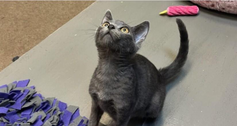 OopyLoop Domestic Short Hair Cat