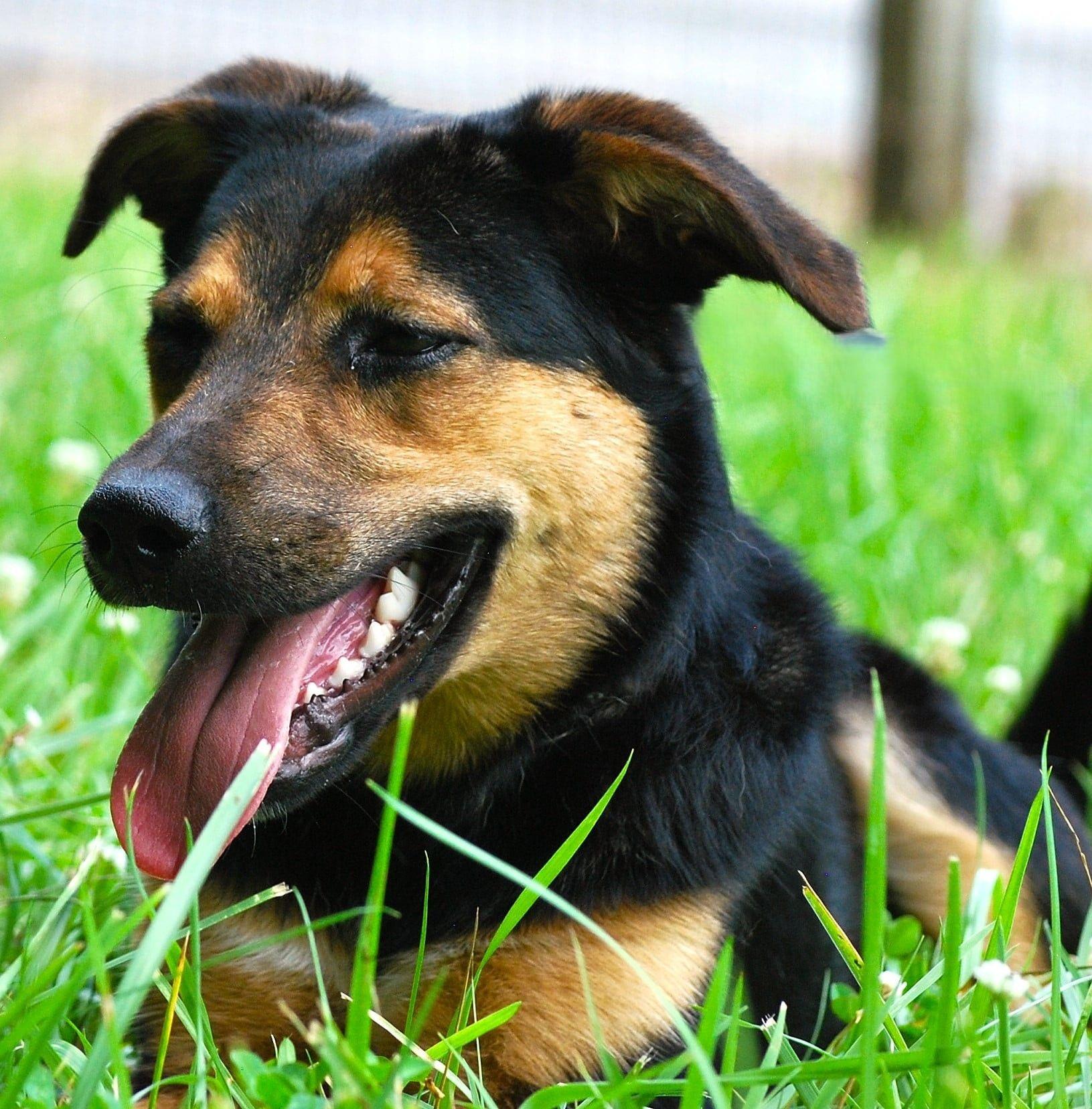 Enlarge Joan, a Adoptable mixed breed in manchester, TN image 2/4