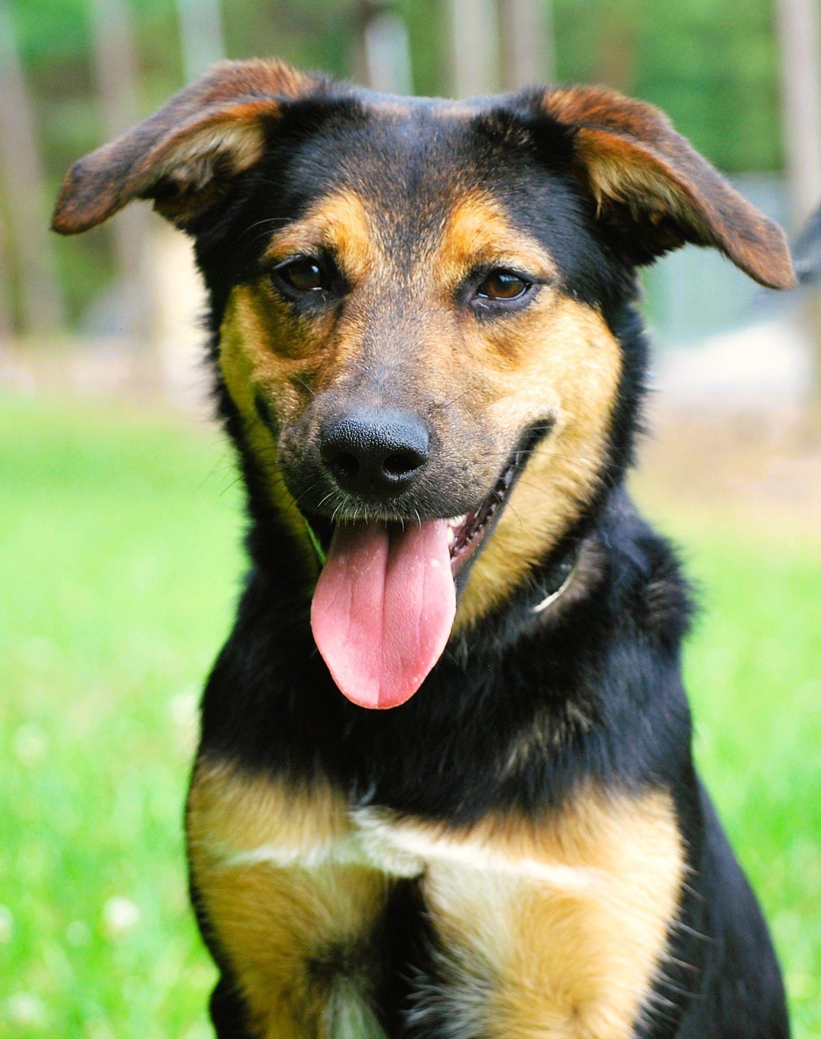 Enlarge Joan, a Adoptable mixed breed in manchester, TN image 4/4