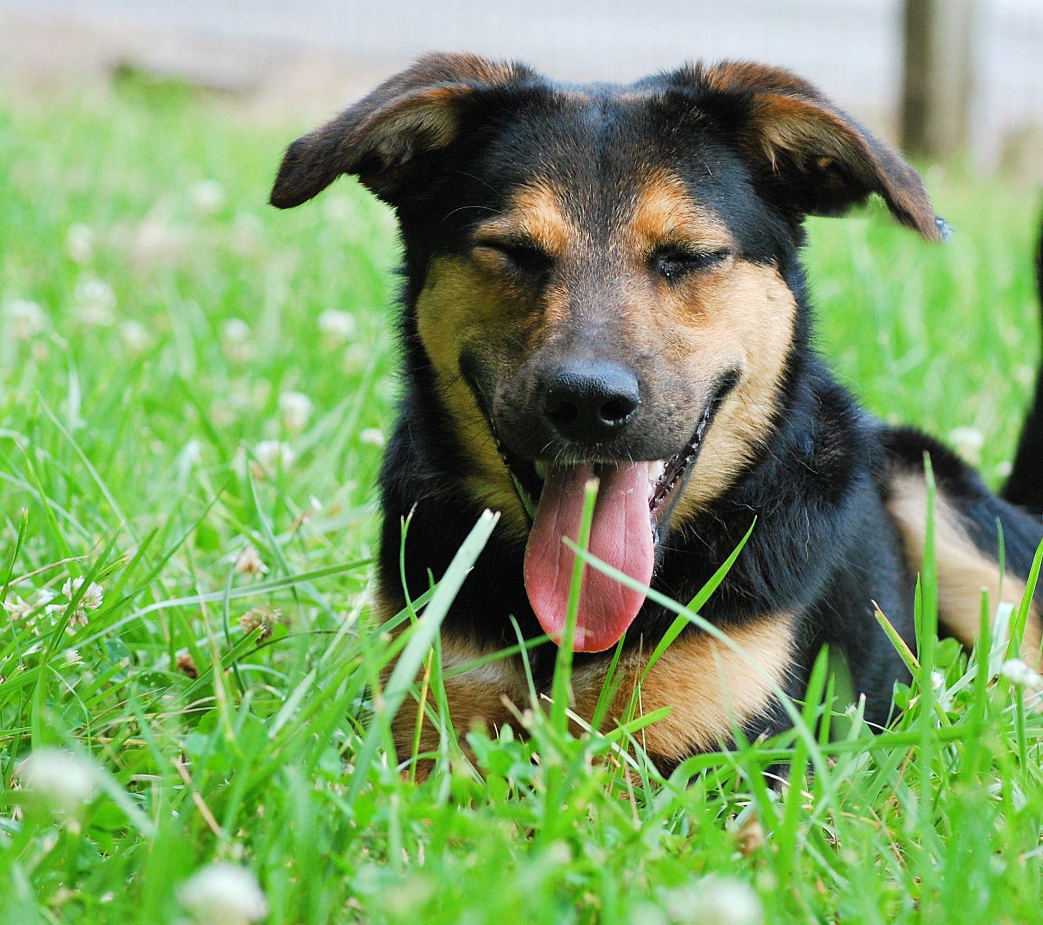 Enlarge Joan, a Adoptable mixed breed in manchester, TN image 3/4