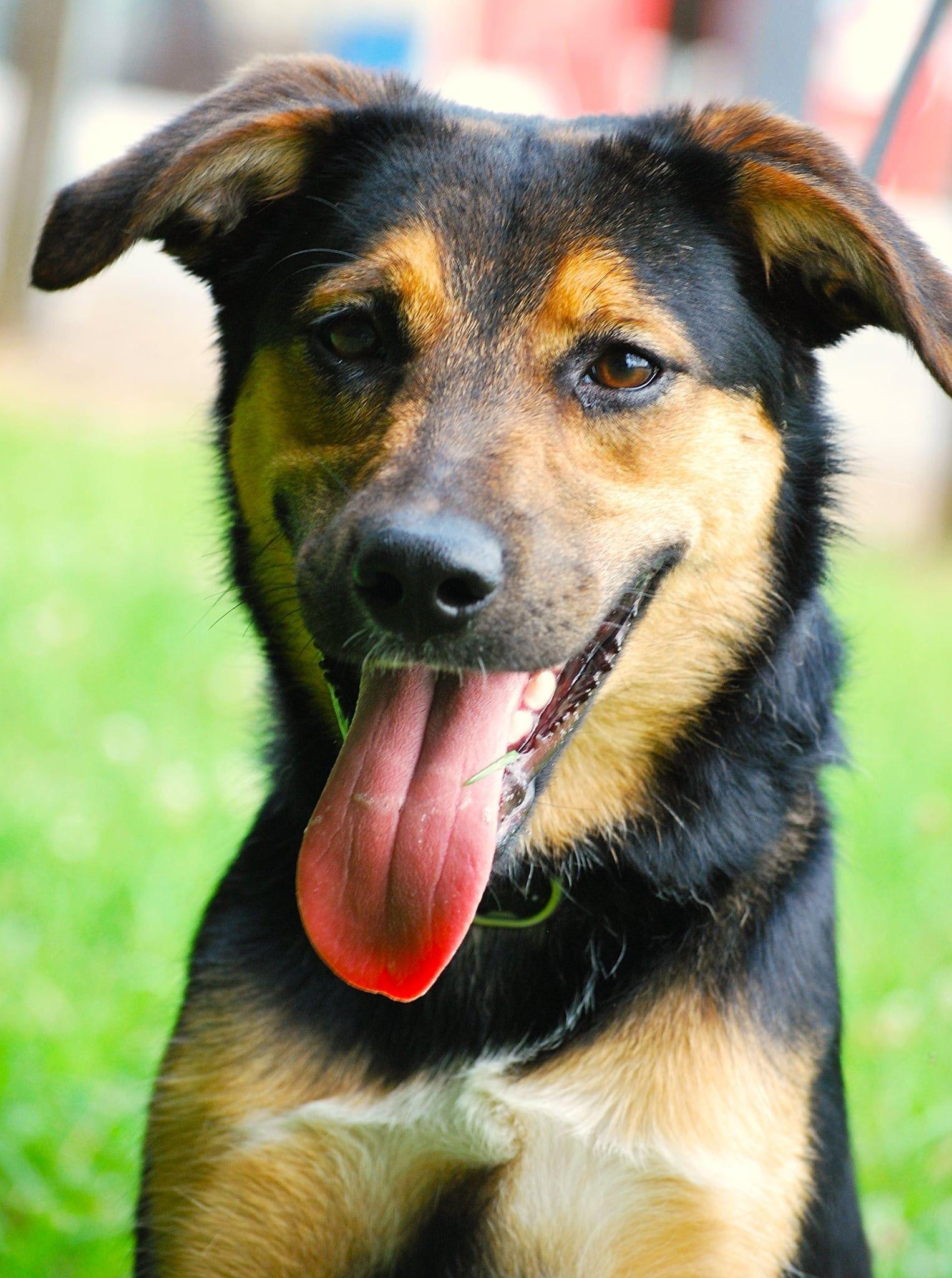 Enlarge Joan, a Adoptable mixed breed in manchester, TN image 1/4