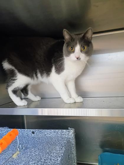 Enlarge Atticus, a Adoptable mixed breed in Beatrice, NE image 1/2