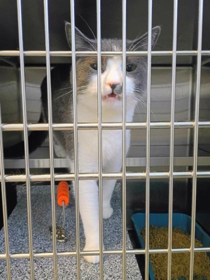 Enlarge Atticus, a Adoptable mixed breed in Beatrice, NE image 2/2