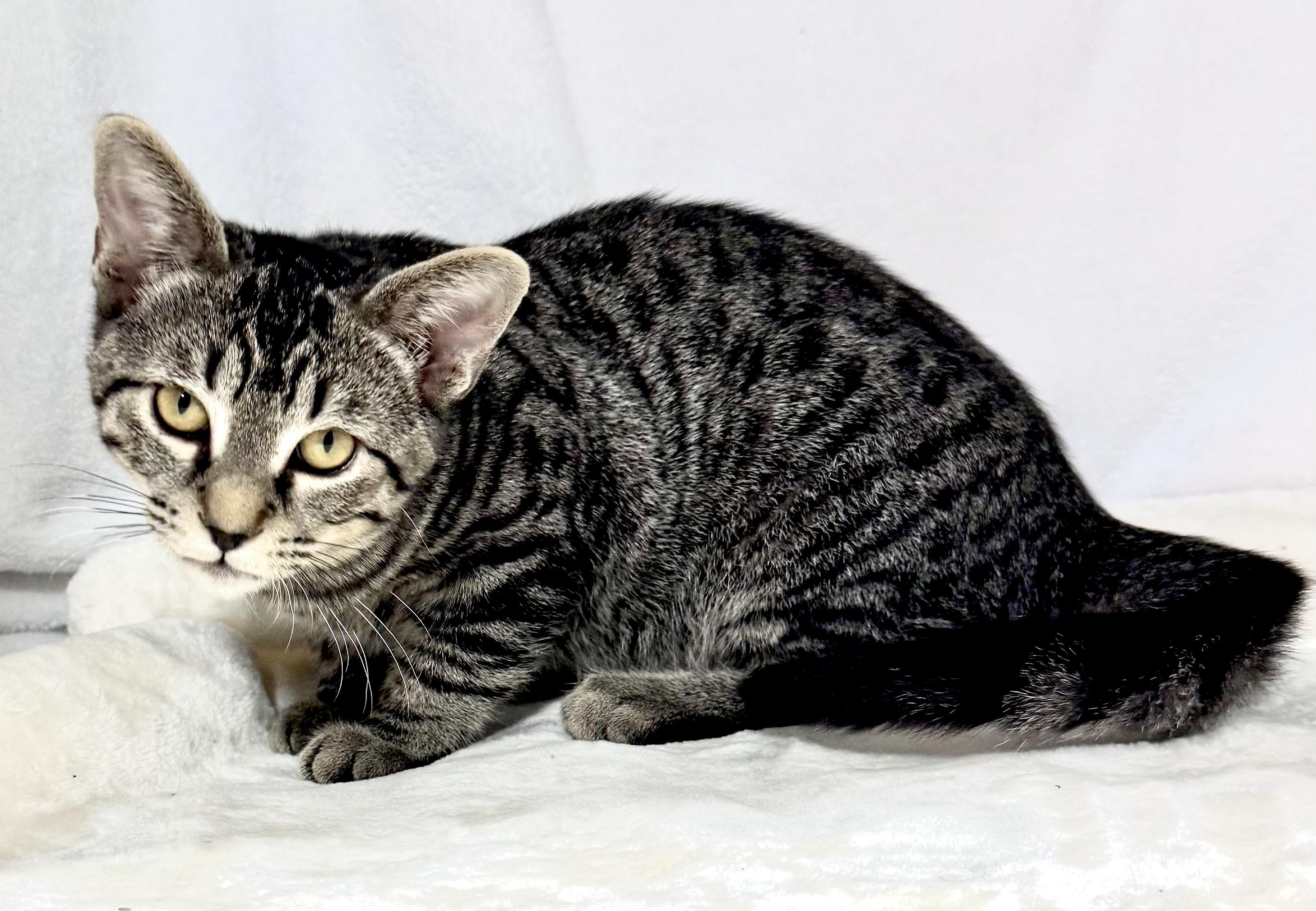 AVOCADO, a Adoptable mixed breed in Beechbottom, WV image 4/5