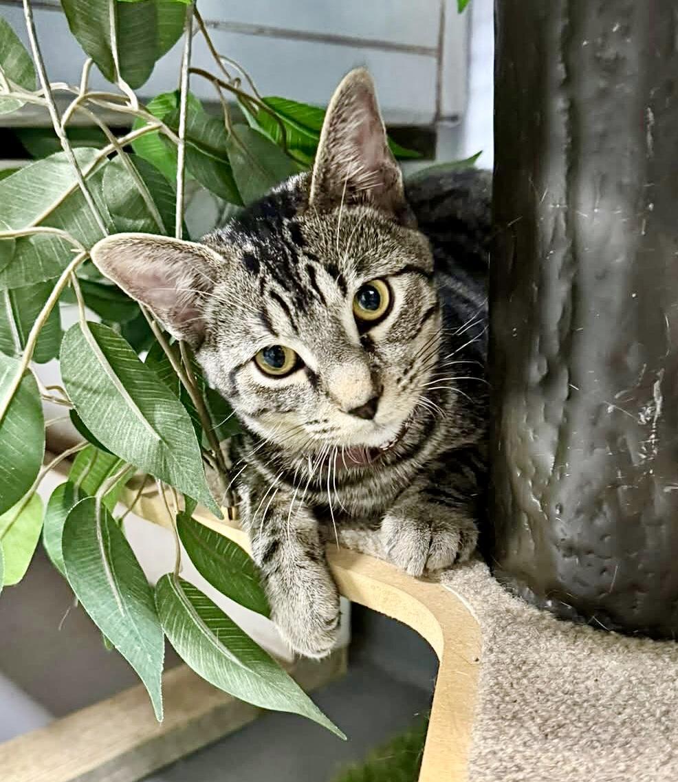 AVOCADO, a Adoptable mixed breed in Beechbottom, WV image 3/5