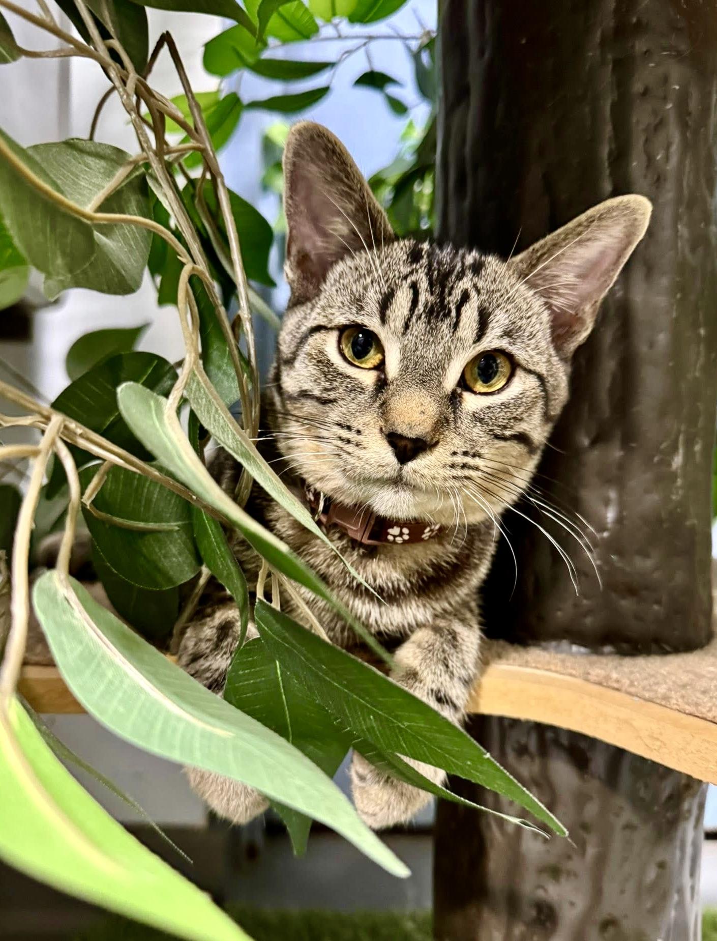 AVOCADO, Adoptable, Young Male Domestic Short Hair & American Bobtail.