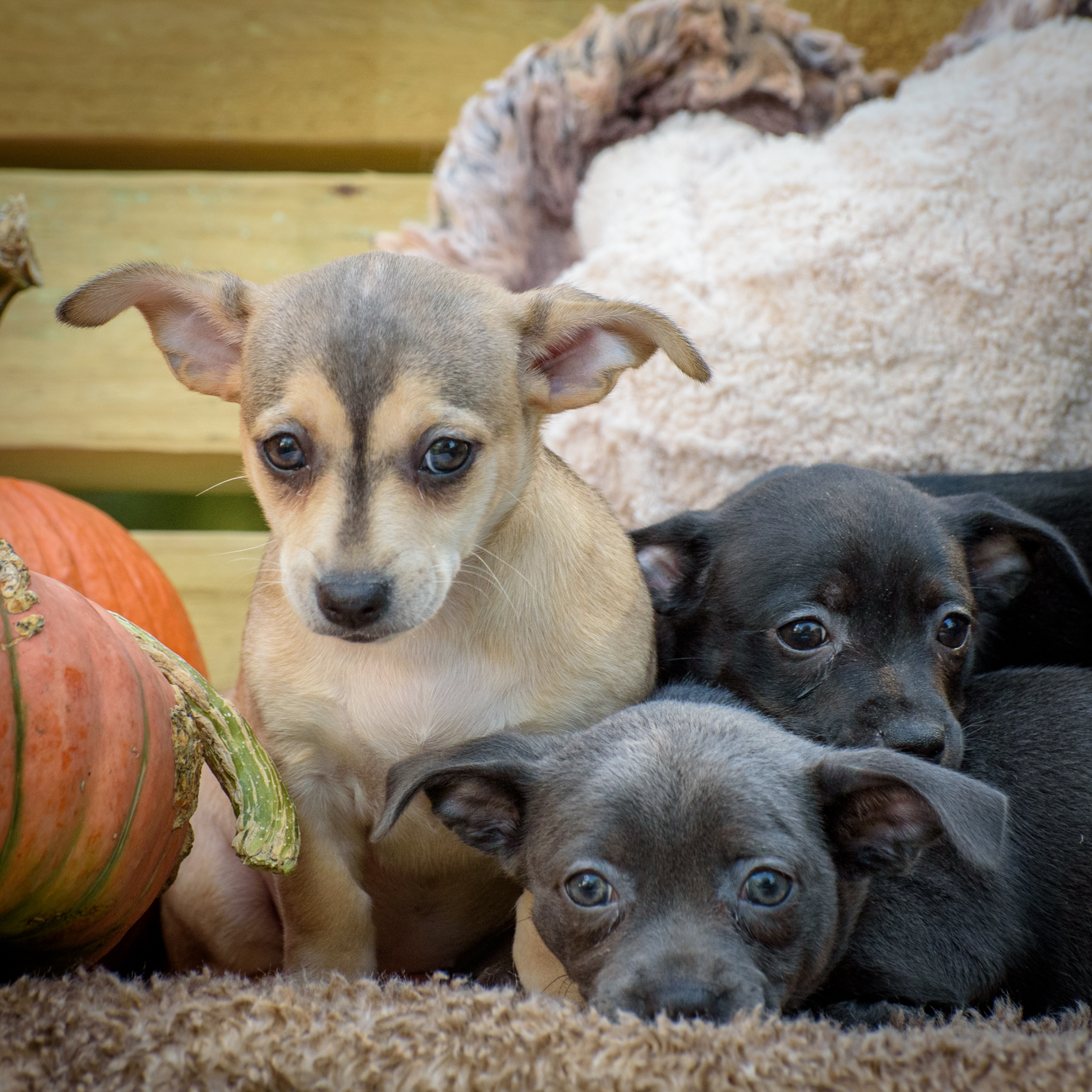 Dog for adoption Theresa, a Chiweenie in Lambertville, NJ Petfinder