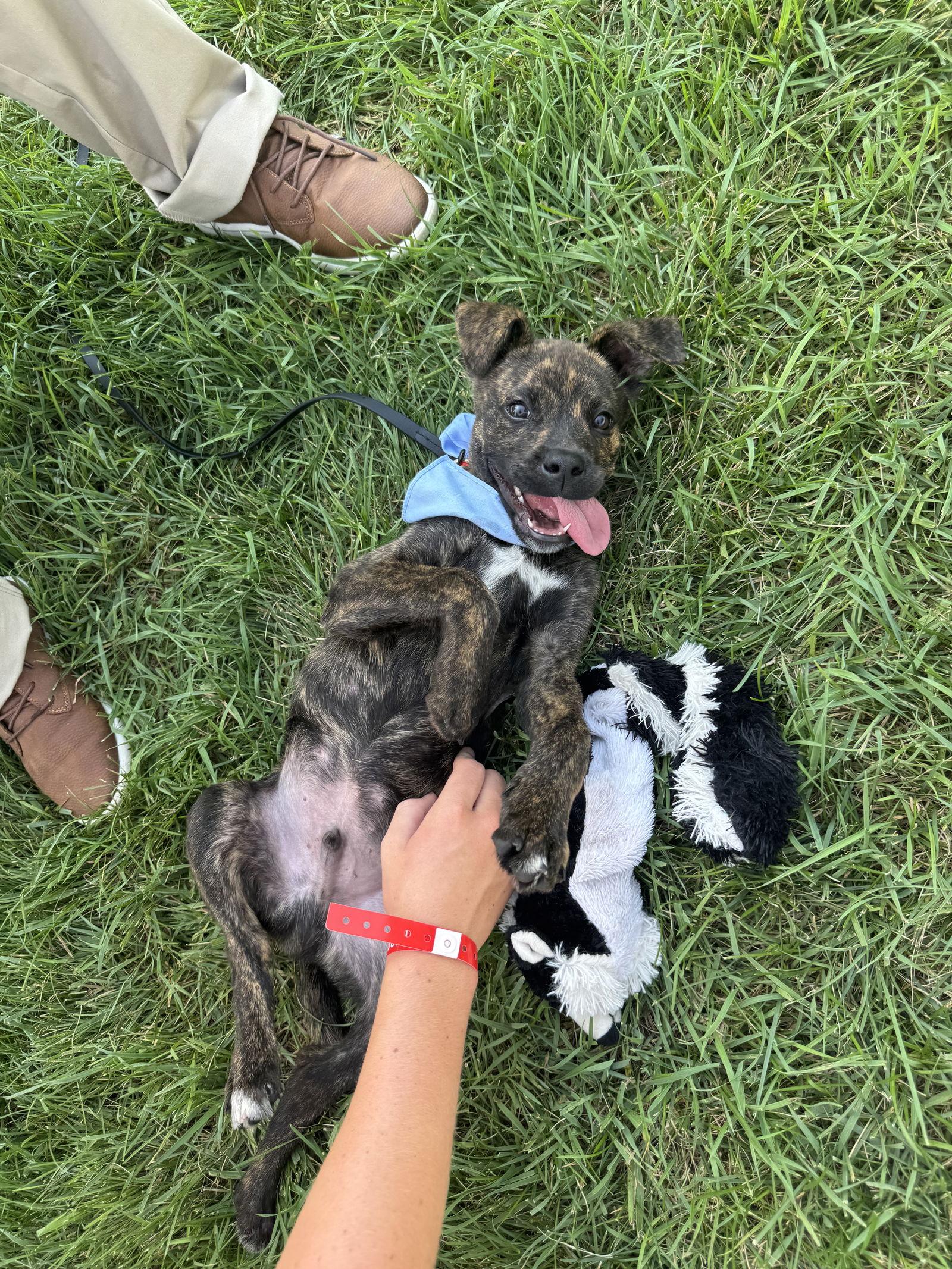 Enlarge Gator, a Adopted Terrier in Cedar Rapids, IA image 1/3