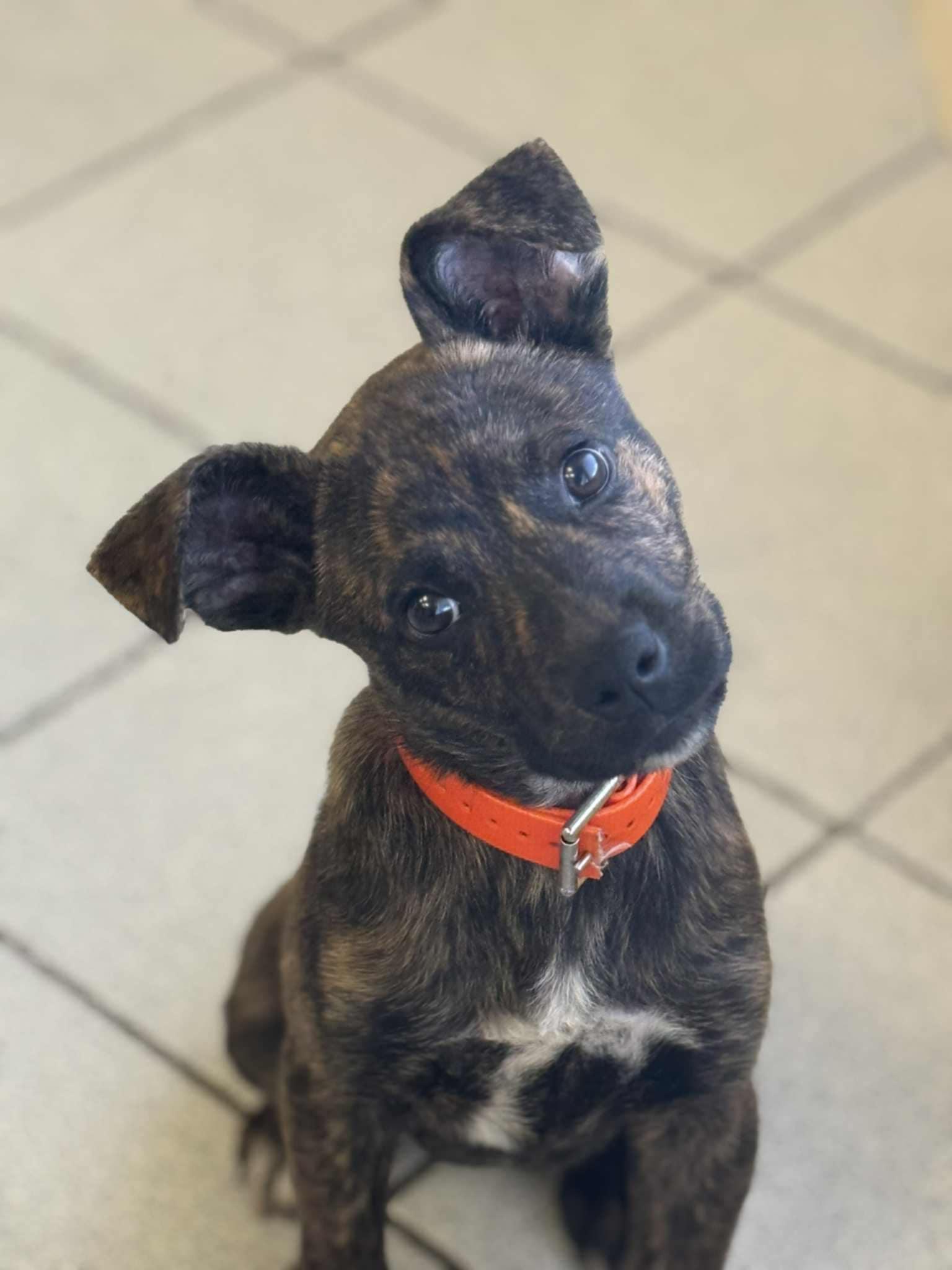 Enlarge Gator, a Adopted Terrier in Cedar Rapids, IA image 2/3
