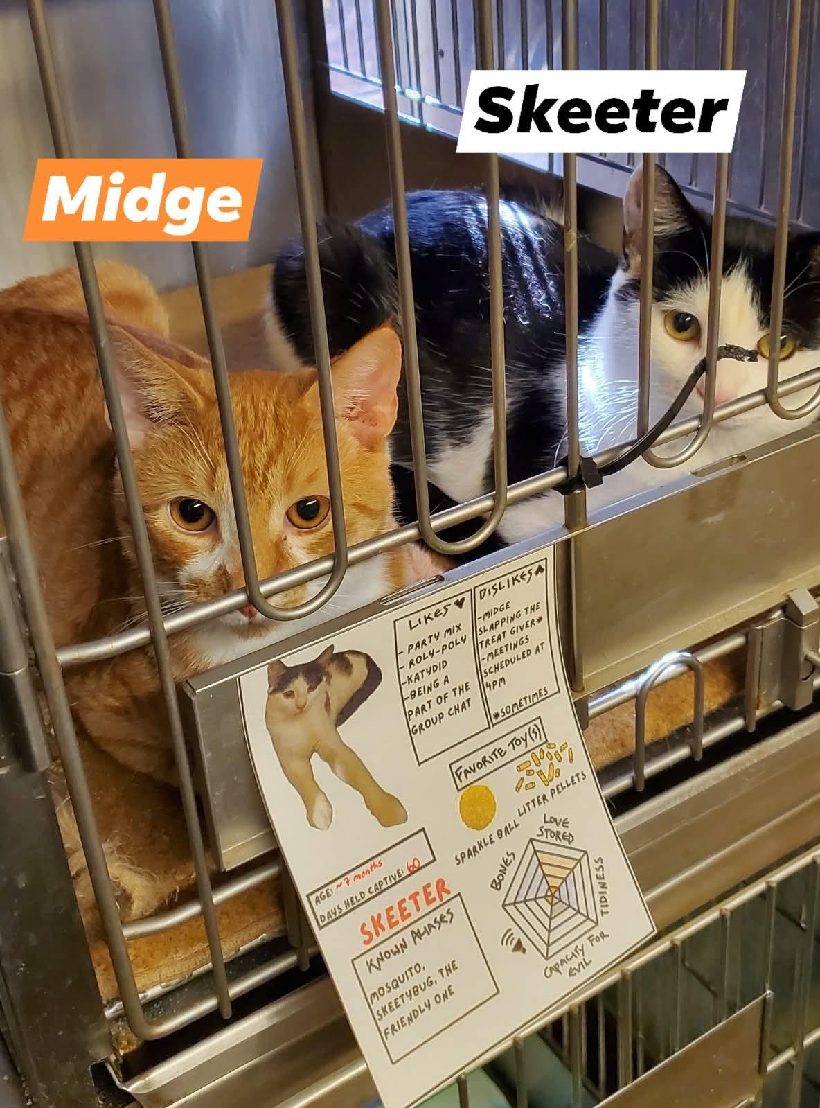 Skeeter, a Adoptable Domestic Short Hair in Lake Hopatcong, NJ image 2/3