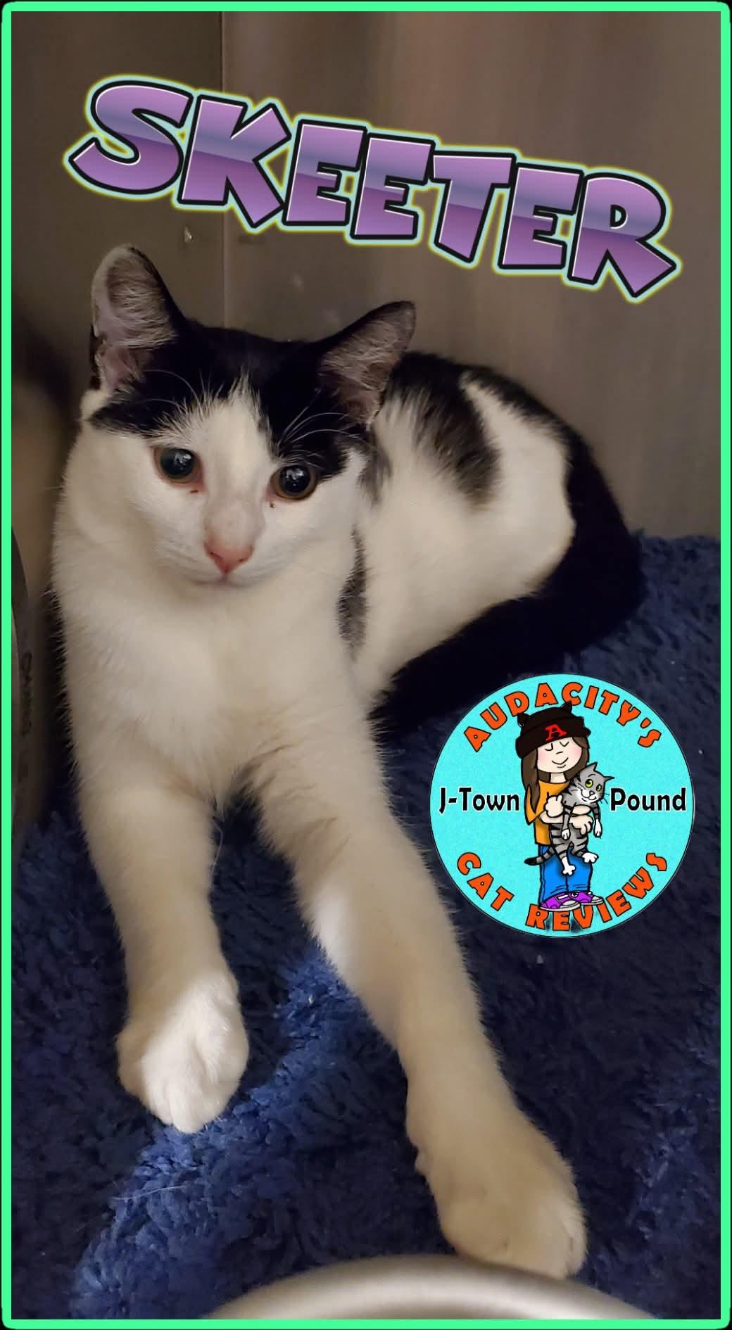 Skeeter, Adoptable, Young Male Domestic Short Hair.