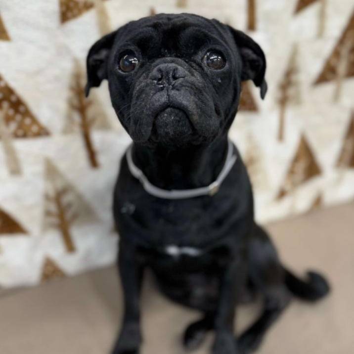 Enlarge Drew, an adopted Pug in Fort Collins, CO image 1/3