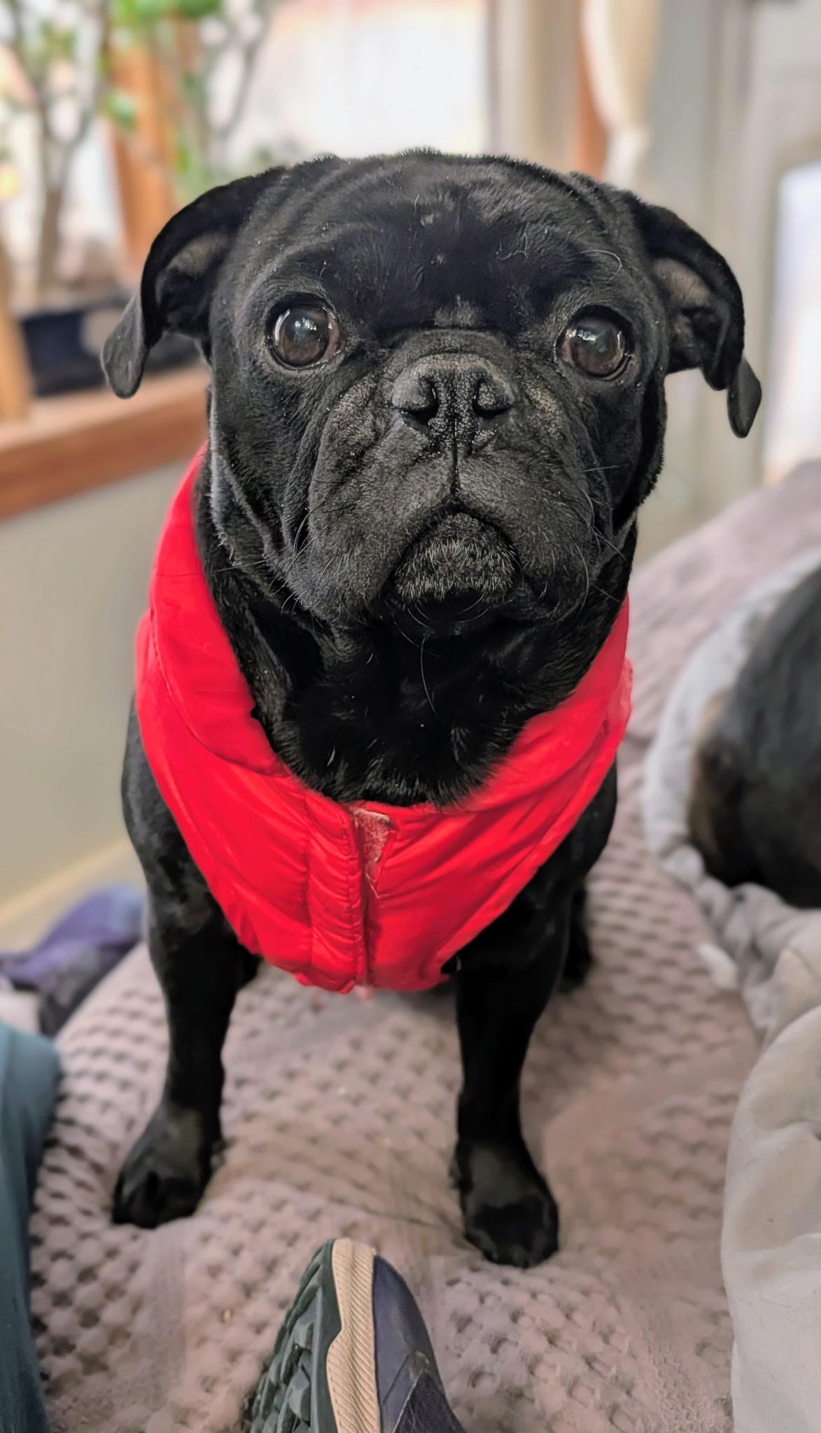 Enlarge Drew, an adopted Pug in Fort Collins, CO image 3/3