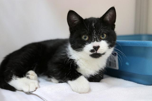 Dapple, a Adoptable mixed breed in Raleigh, NC image 2/3