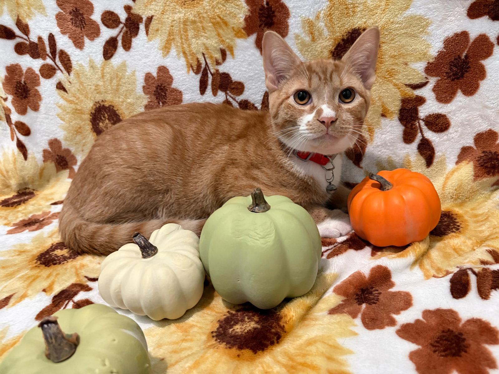 Enlarge Red Kite - Not at the Shelter (Faith), a Adoptable Domestic Short Hair in Rustburg, VA image 1/3