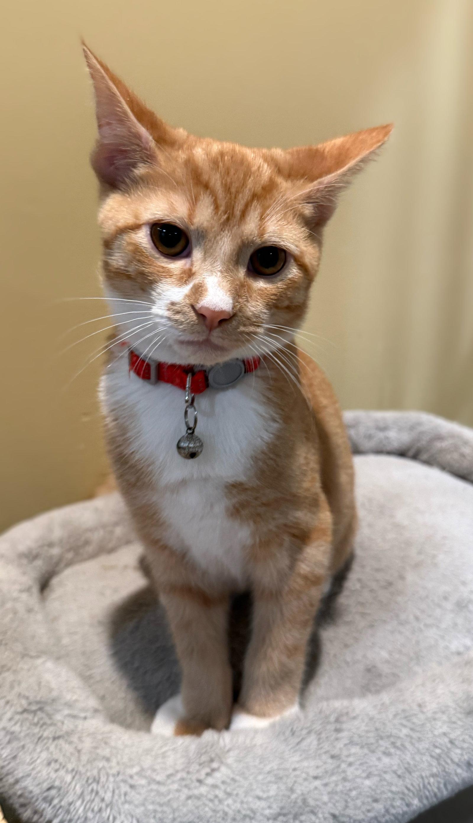 Enlarge Red Kite - Not at the Shelter (Faith), a Adoptable Domestic Short Hair in Rustburg, VA image 2/3