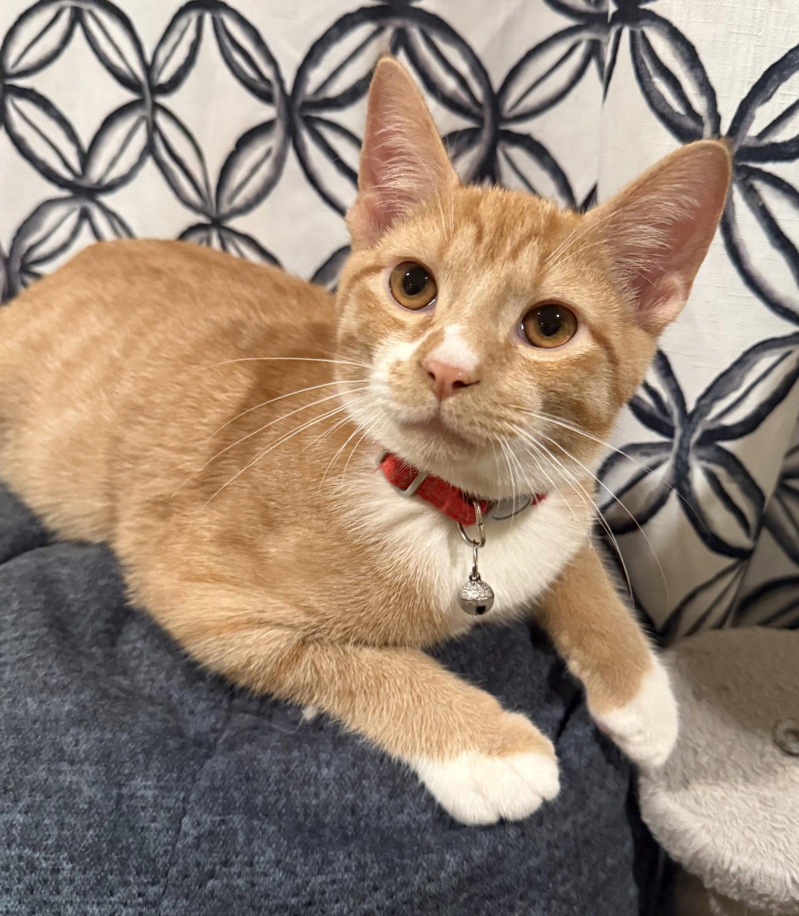 Enlarge Red Kite - Not at the Shelter (Faith), a Adoptable Domestic Short Hair in Rustburg, VA image 3/3