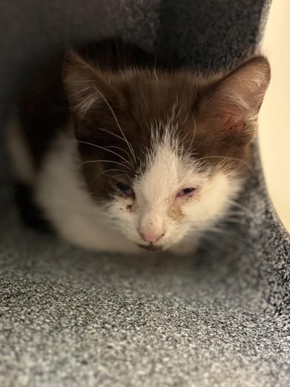 Cinnabon, Adoptable, Kitten Female Domestic Short Hair & Domestic Short Hair.