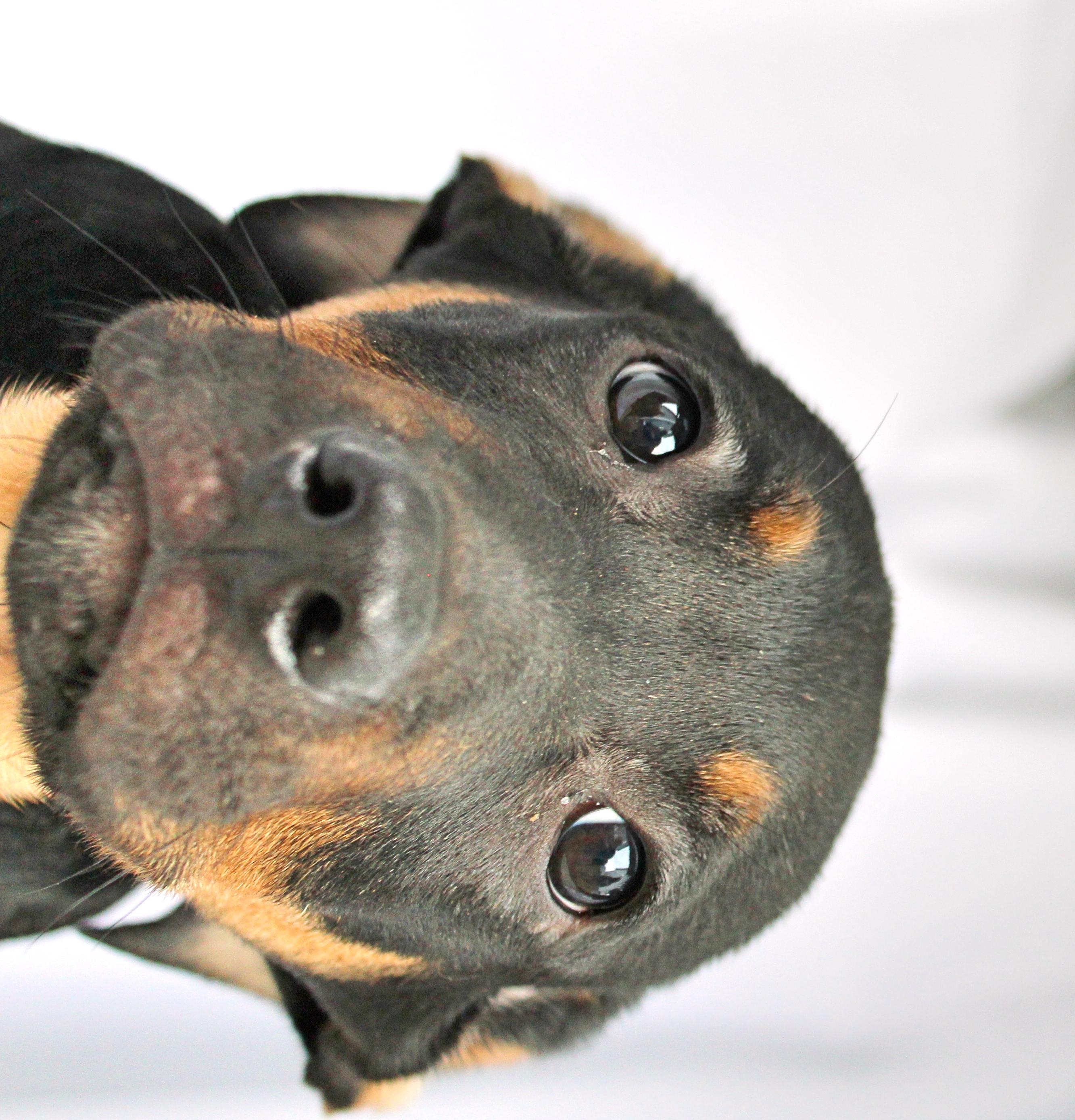 Enlarge Stitch, a ADOPTABLE mixed breed in Springfield, OH image 1/6