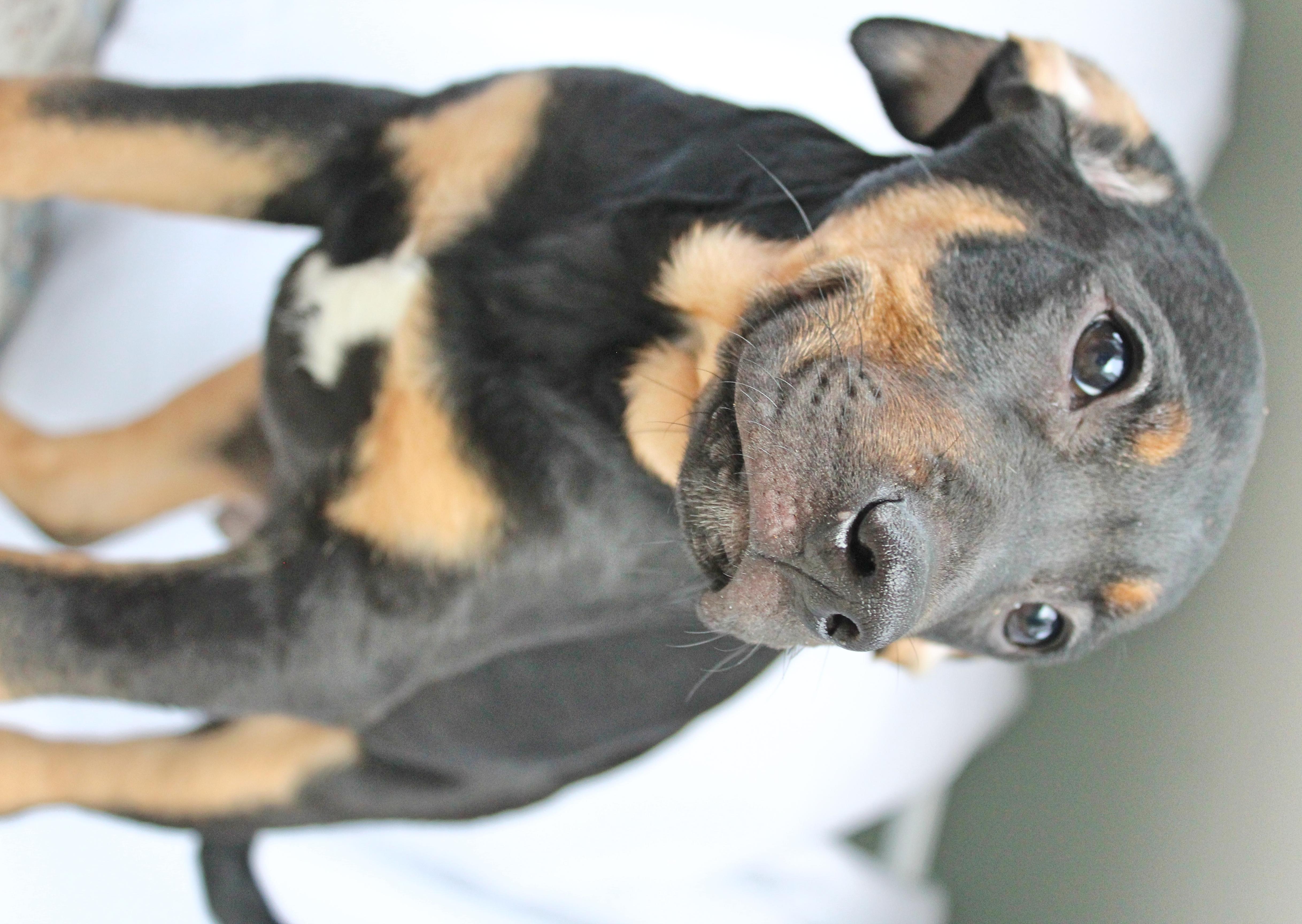 Enlarge Stitch, a ADOPTABLE mixed breed in Springfield, OH image 5/6