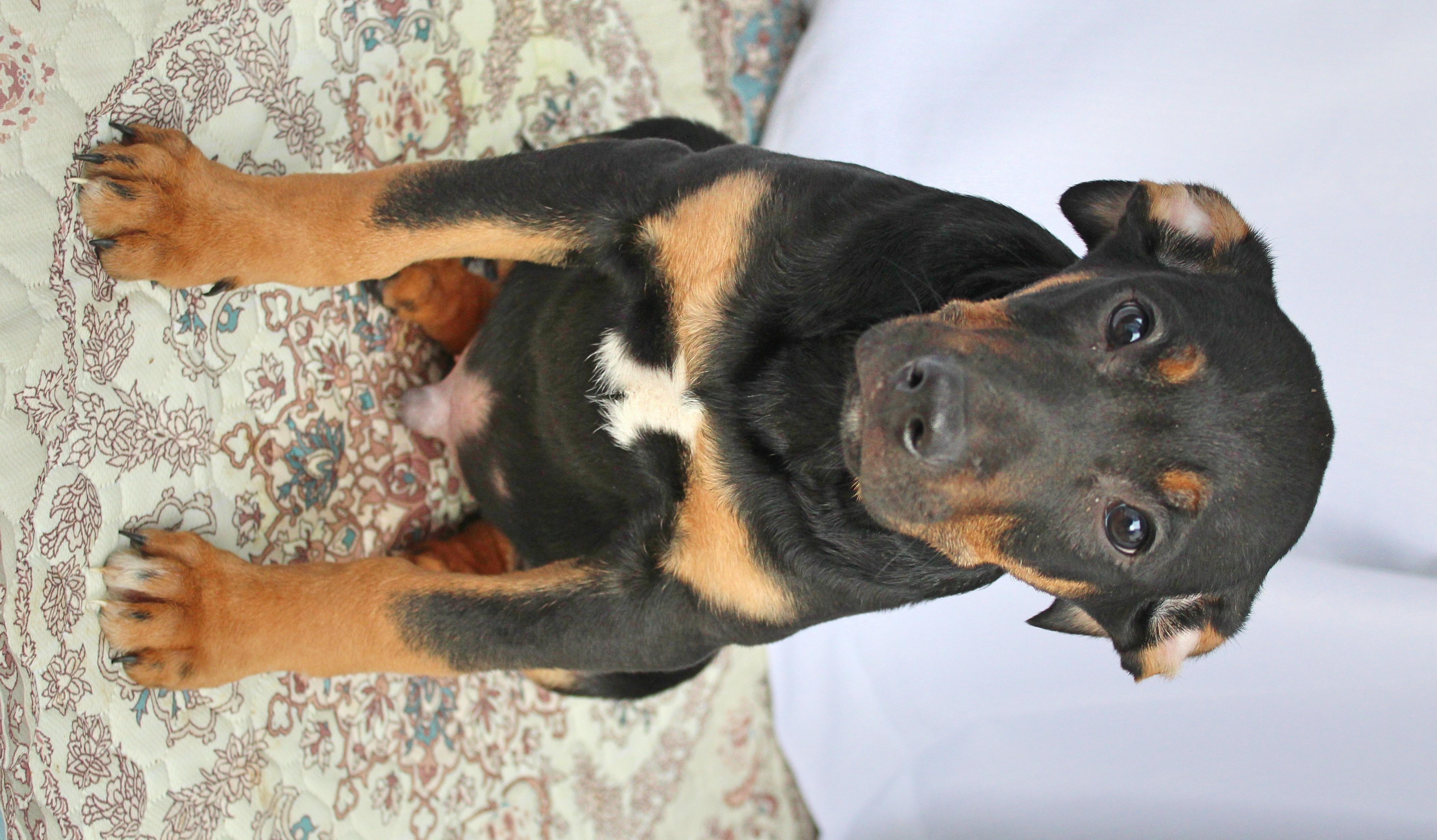 Enlarge Stitch, a ADOPTABLE mixed breed in Springfield, OH image 6/6