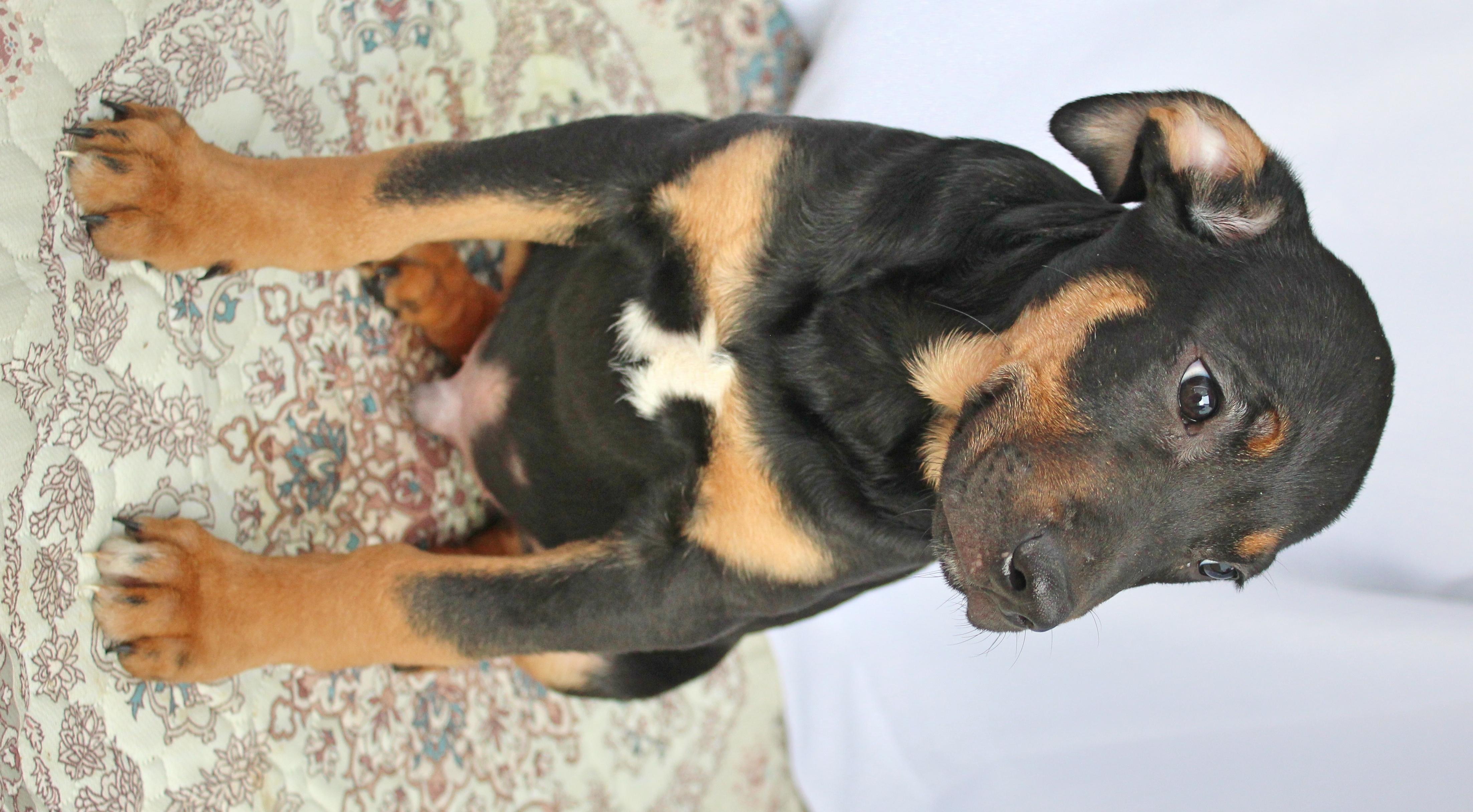 Enlarge Stitch, a ADOPTABLE mixed breed in Springfield, OH image 2/6