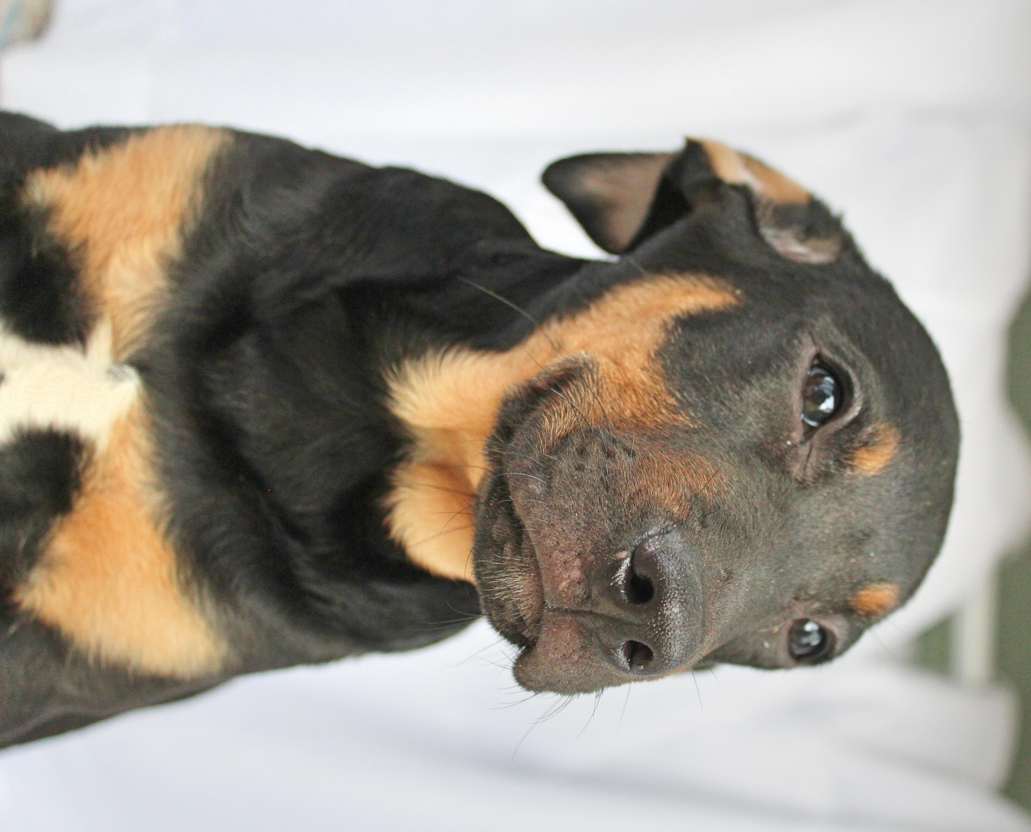 Enlarge Stitch, a ADOPTABLE mixed breed in Springfield, OH image 3/6