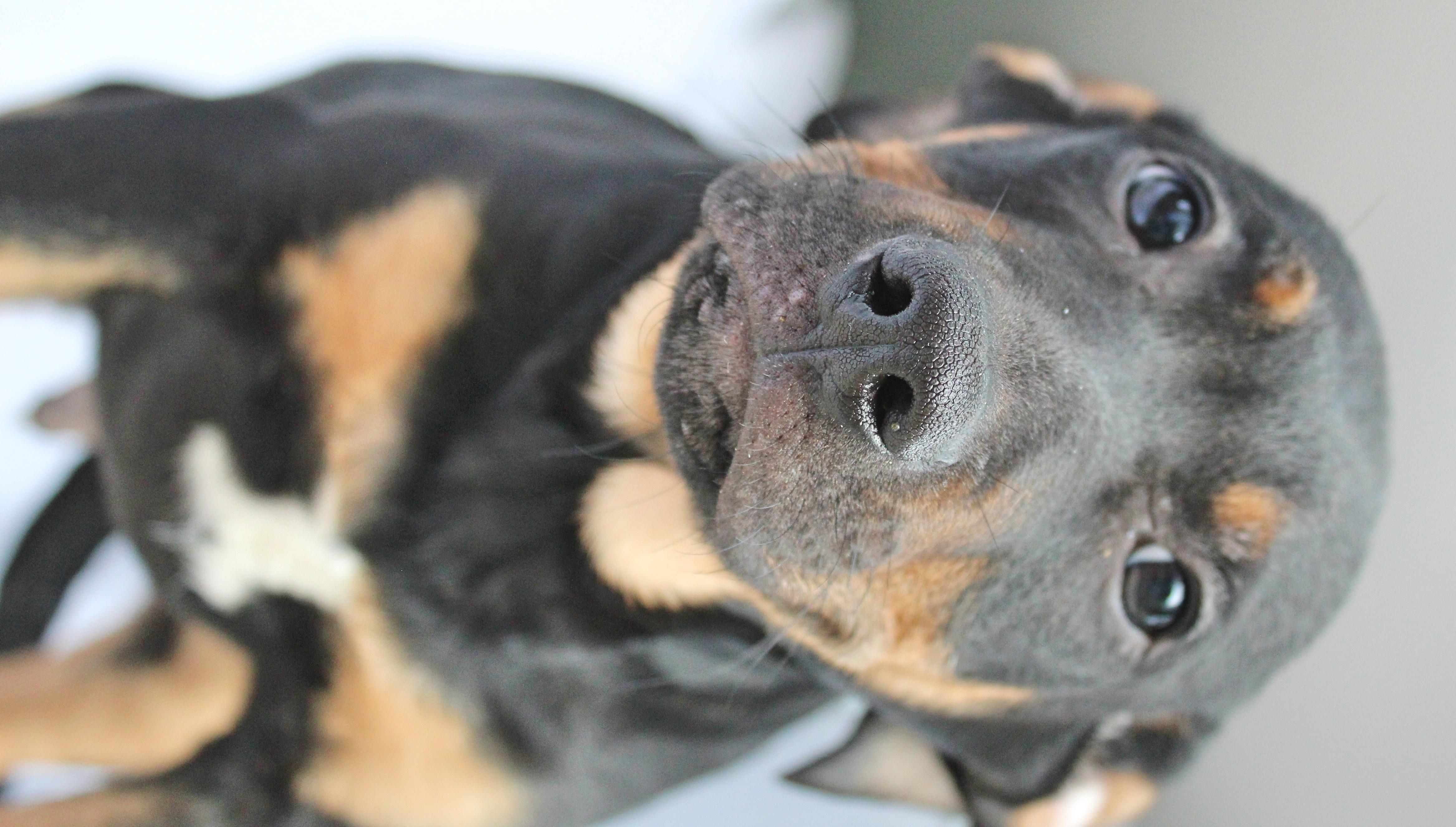 Enlarge Stitch, a ADOPTABLE mixed breed in Springfield, OH image 4/6