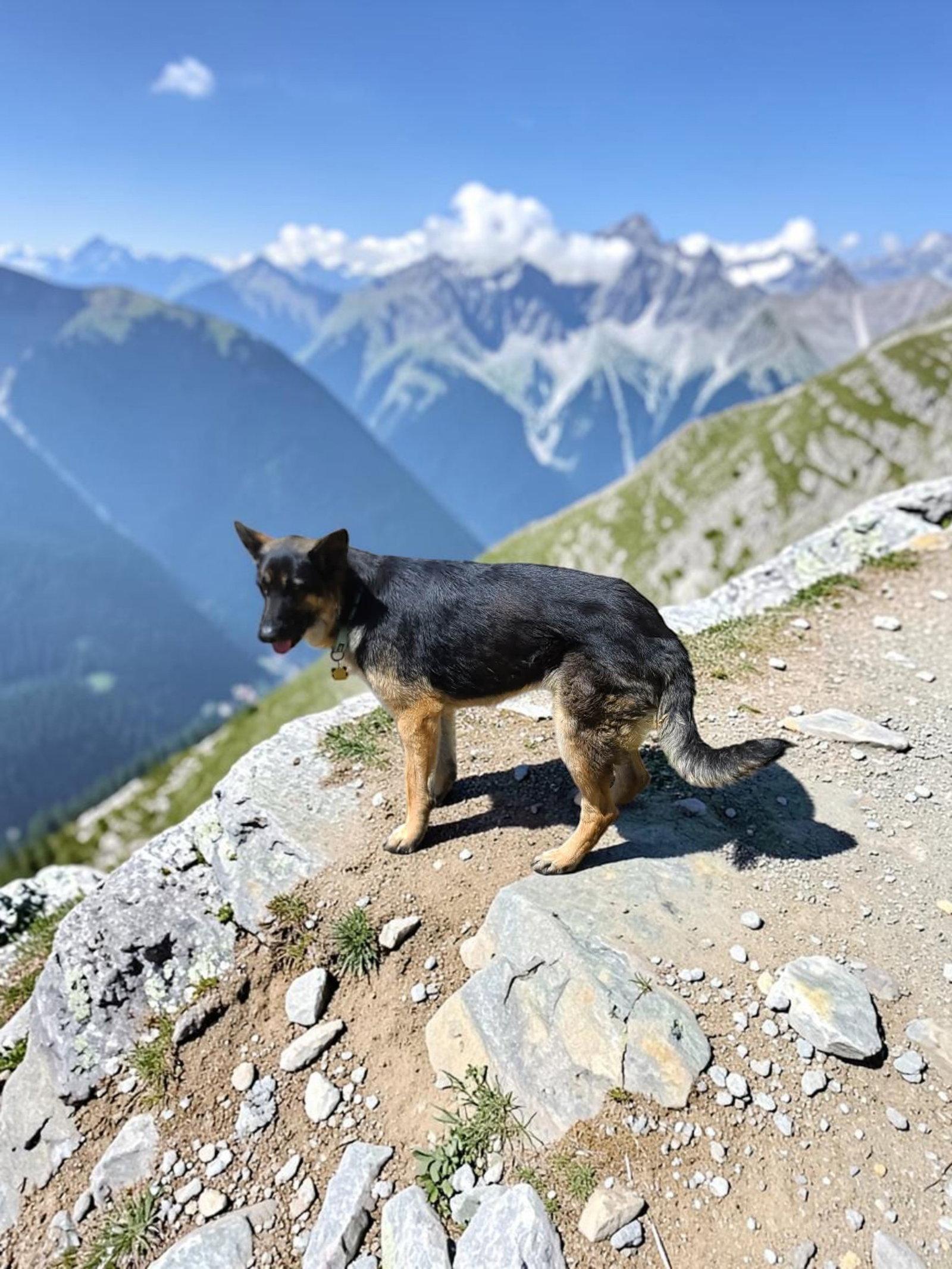 Enlarge Clyde, a Adoptable German Shepherd Dog in Palm Harbor, FL image 1/3