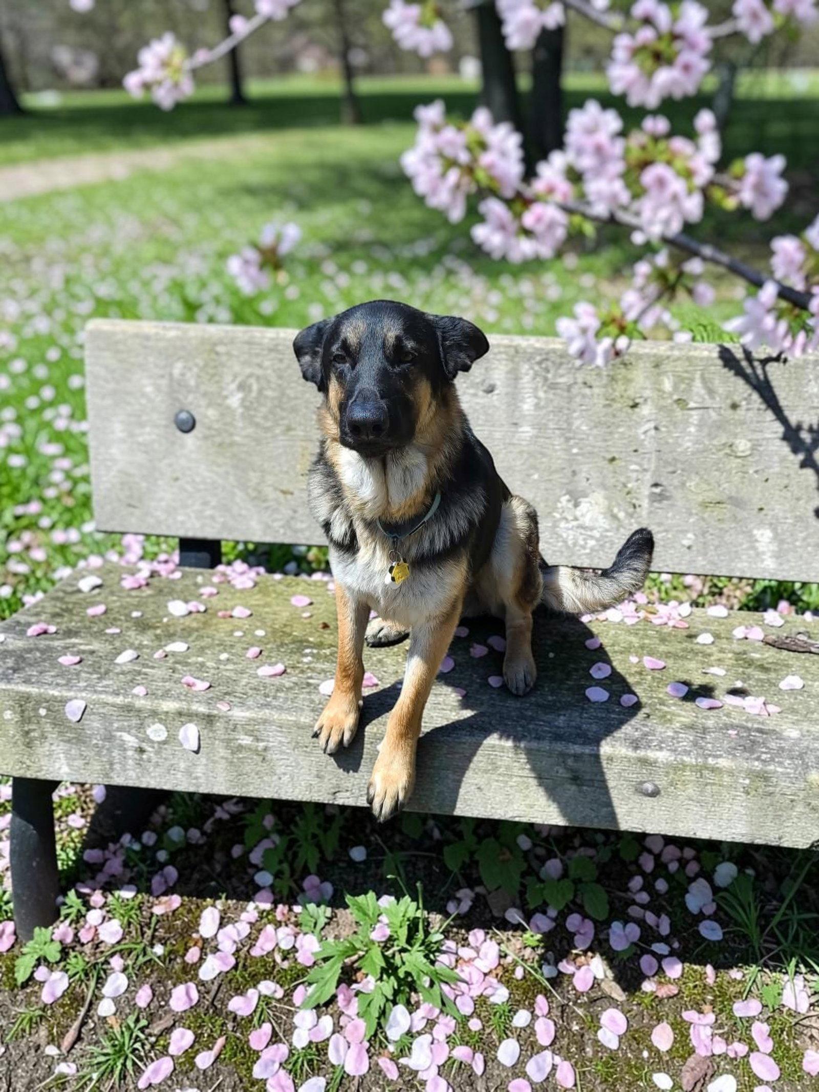 Enlarge Clyde, a Adoptable German Shepherd Dog in Palm Harbor, FL image 2/3