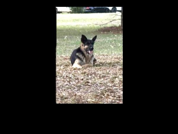 Enlarge Clyde, a Adoptable German Shepherd Dog in Palm Harbor, FL image 3/3