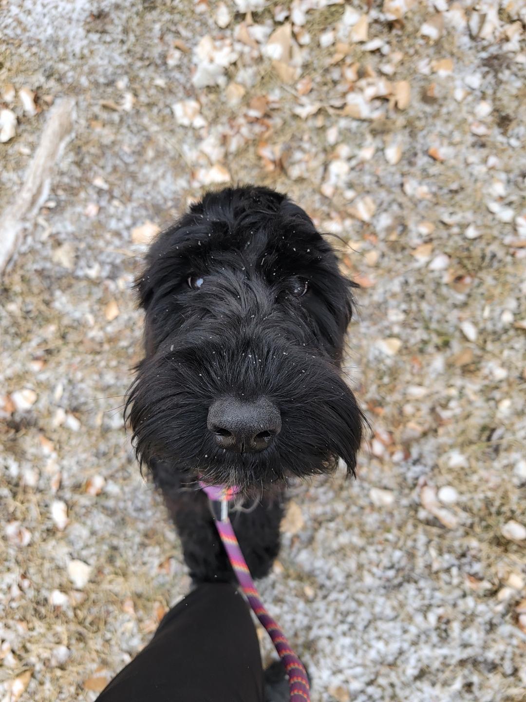 Buffy, Adopted, Young Female Giant Schnauzer.