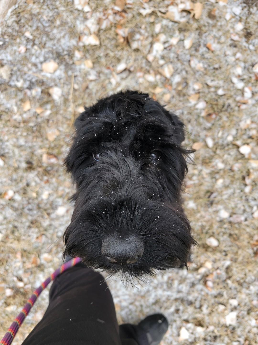 Enlarge Buffy, a Adopted Giant Schnauzer in Ogden, UT image 2/5