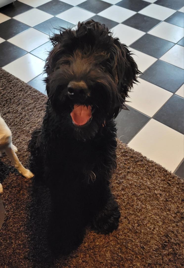 Enlarge Buffy, a Adopted Giant Schnauzer in Ogden, UT image 3/5