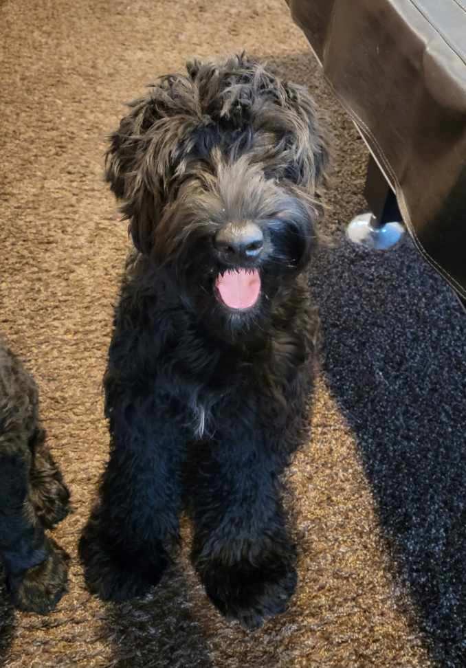 Enlarge Buffy, a Adopted Giant Schnauzer in Ogden, UT image 4/5
