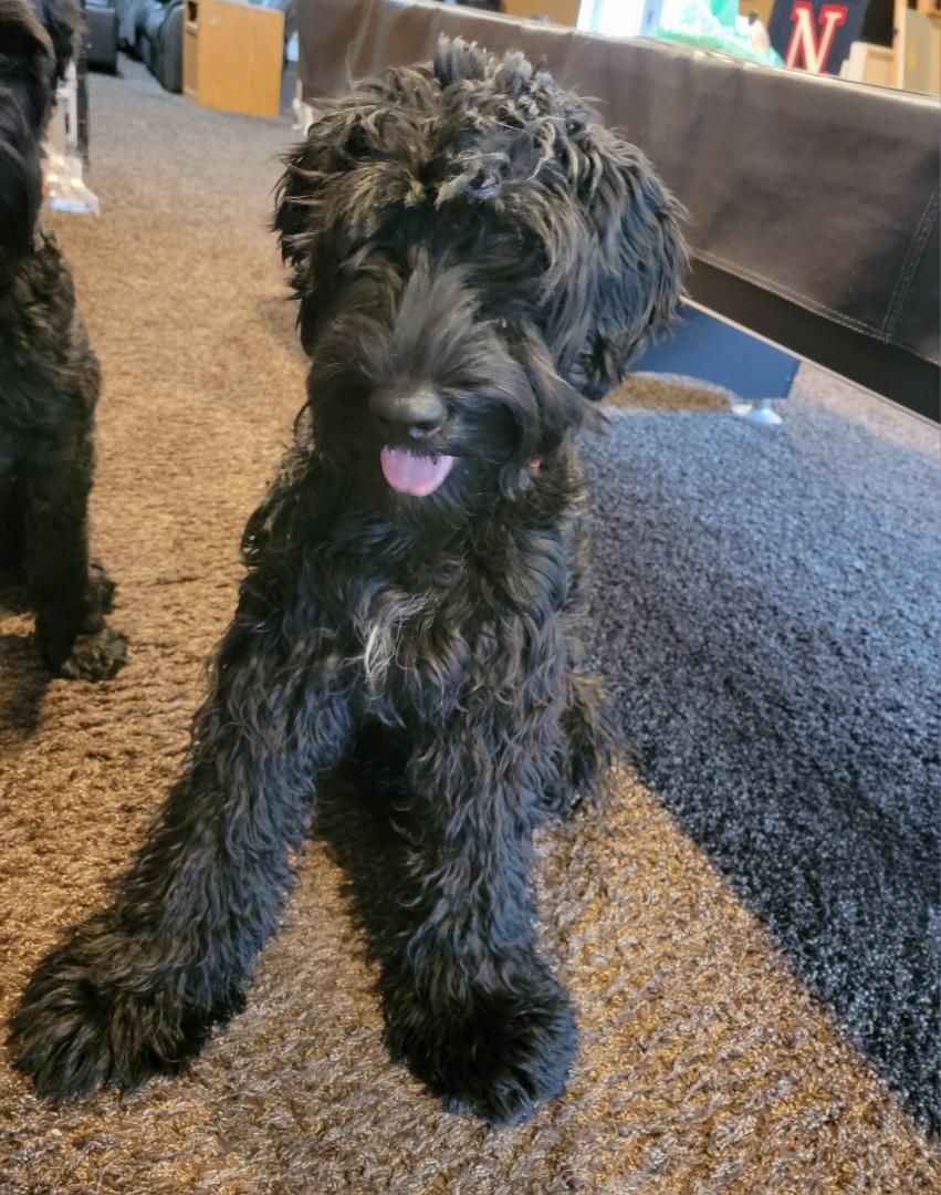 Enlarge Buffy, a Adopted Giant Schnauzer in Ogden, UT image 5/5