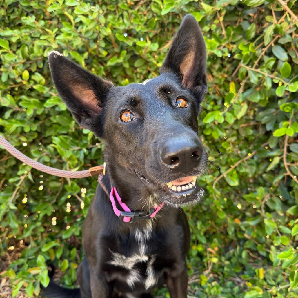 Enlarge Joy, a Adoptable mixed breed in Santa Barbara, CA image 1/6