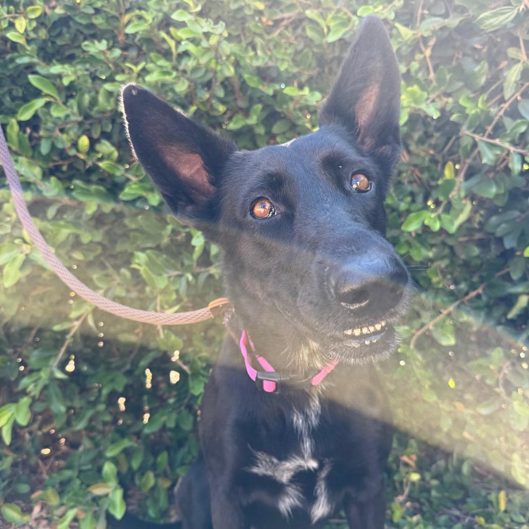 Enlarge Joy, a Adoptable mixed breed in Santa Barbara, CA image 2/6