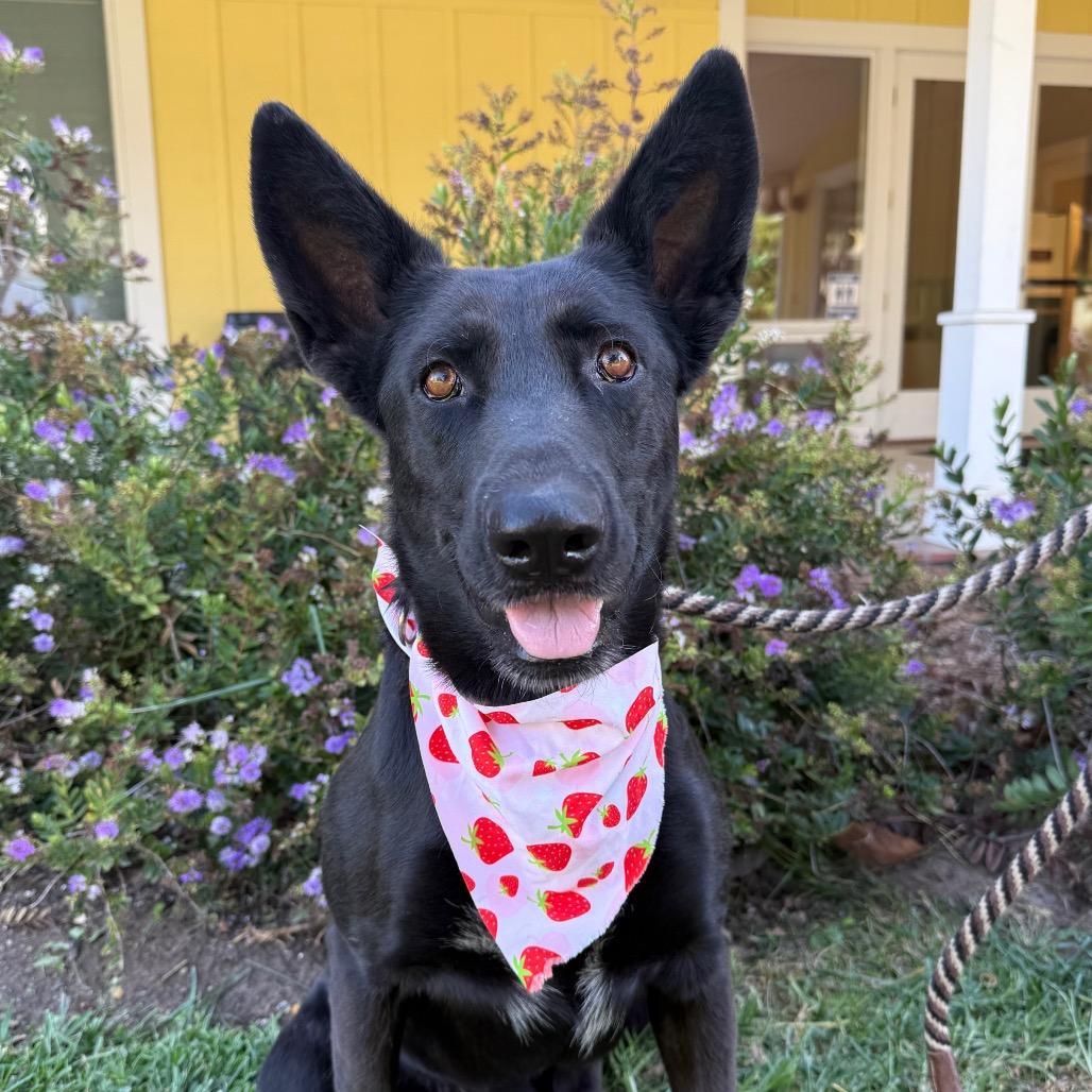Enlarge Joy, a Adoptable mixed breed in Santa Barbara, CA image 3/6