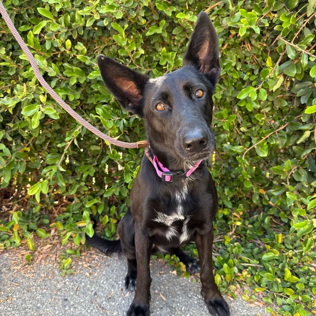 Enlarge Joy, a Adoptable mixed breed in Santa Barbara, CA image 4/6