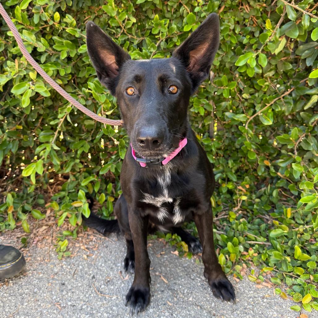 Enlarge Joy, a Adoptable mixed breed in Santa Barbara, CA image 5/6